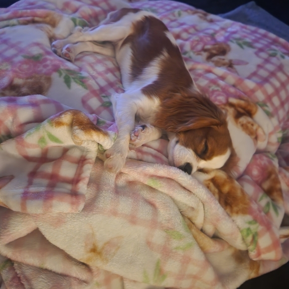 Meet your Posher, Raylene - Picture 8 of 9